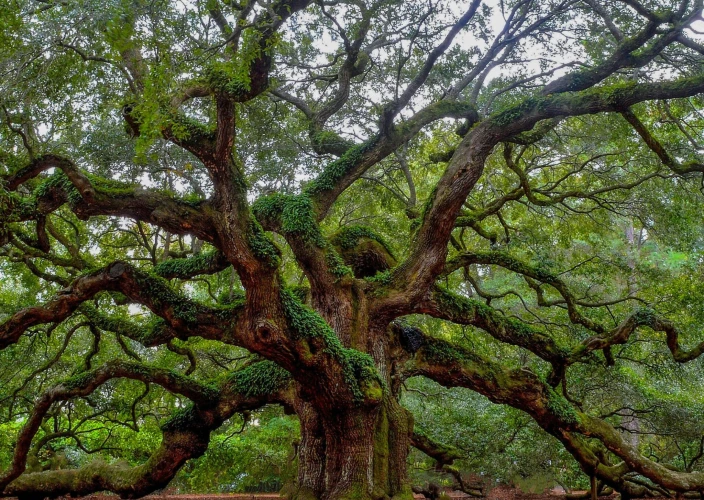 Roadtrip dans les Carolines : montagnes, plages et villes de charme - Découverte paisible de Savannah - Photo du jour