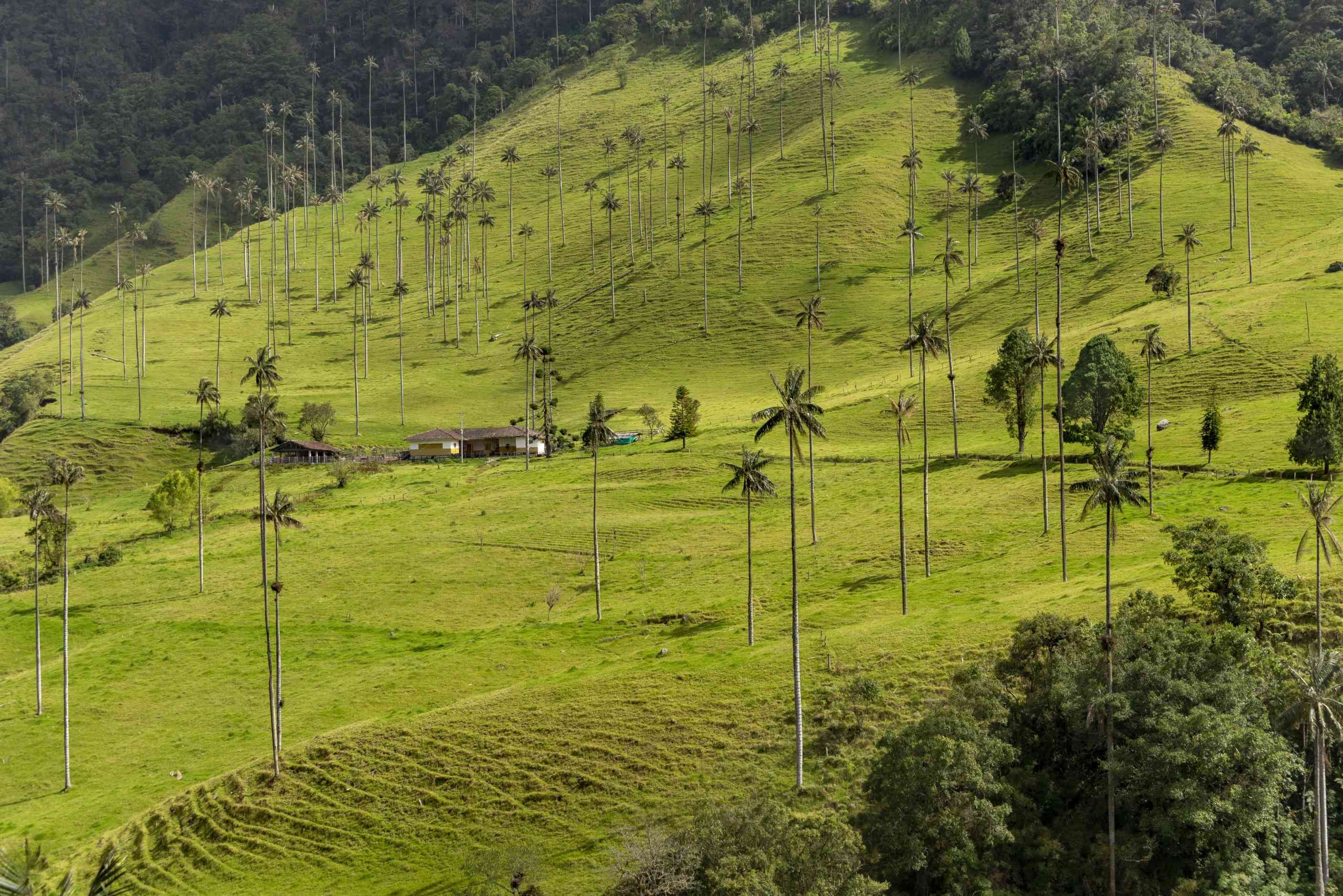 Self-drive tour - 21 days - Cocora Valley - Vallée de Cocora