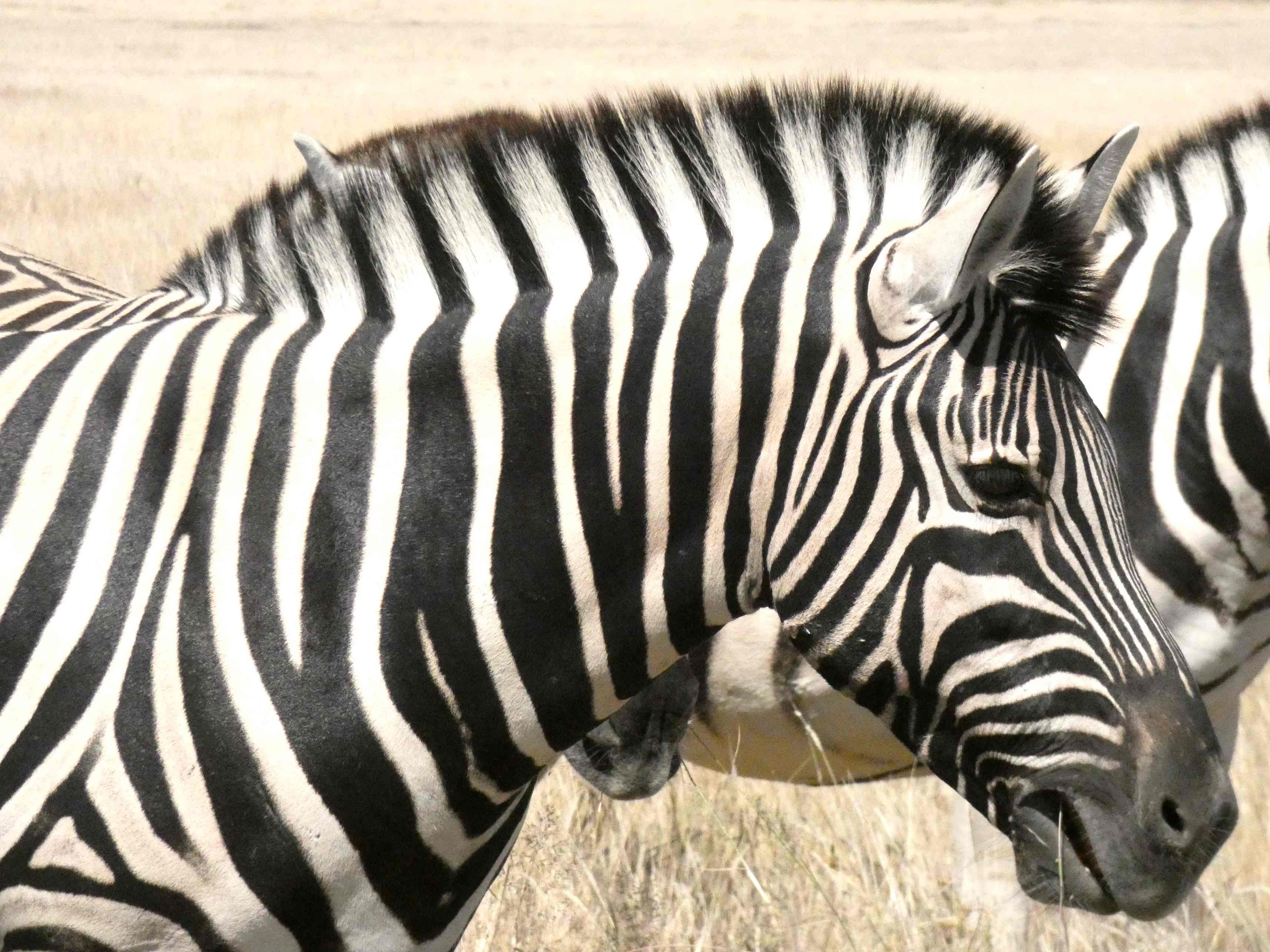 La Namibie : du désert du Namib aux chutes Epupa - Etosha Sud - Etosha Sud