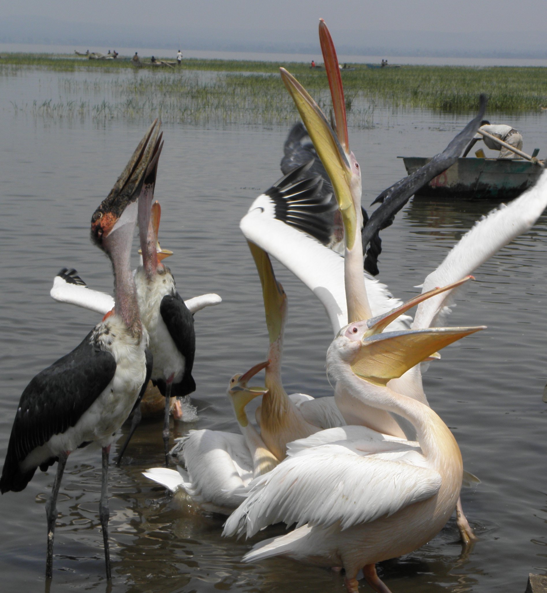Montañas y lagos de Dire Dawa a Addis Abeba - Excursión en barco por el lago Ziway - Excursion en bateau sur le lac Ziway