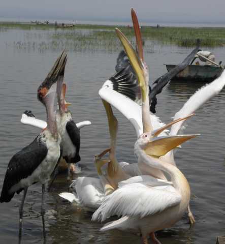 Montañas y lagos de Dire Dawa a Addis Abeba