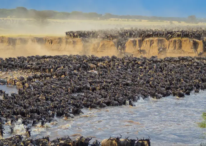 Sé testigo del Cruce del río Mara en el Serengeti - Kogatende Mara River Game Drive – Día completo de ñus vs. depredadores - Foto del día