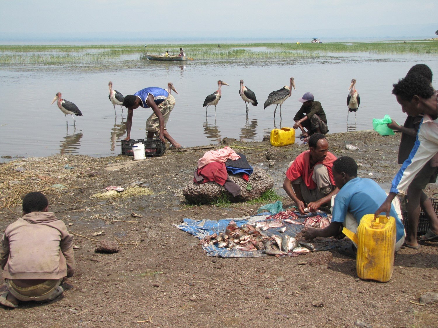 Montañas y lagos de Dire Dawa a Addis Abeba - El mercado de pescado - Le marché aux poissons