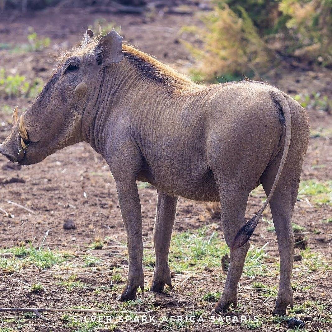 4-Day Game Maasai Mara con Lake Naivasha Geografico - Lake Naivasha Park - Nairobi (JKIA) - Lake Naivasha Park - Nairobi (JKIA)