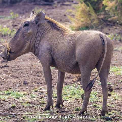 4-tägiges Game Maasai Mara mit Lake Naivasha Geographisch