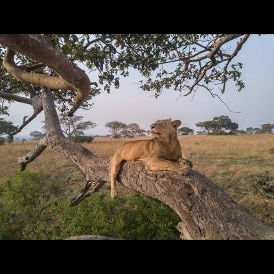 Tanzania Safari & Kilimanjaro Trekking - Arrival in Arusha - 122f28bfb1117175c297da1a86b56651