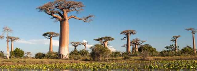 20 dias em Madagascar: a ilha dos fabulosos contrastes