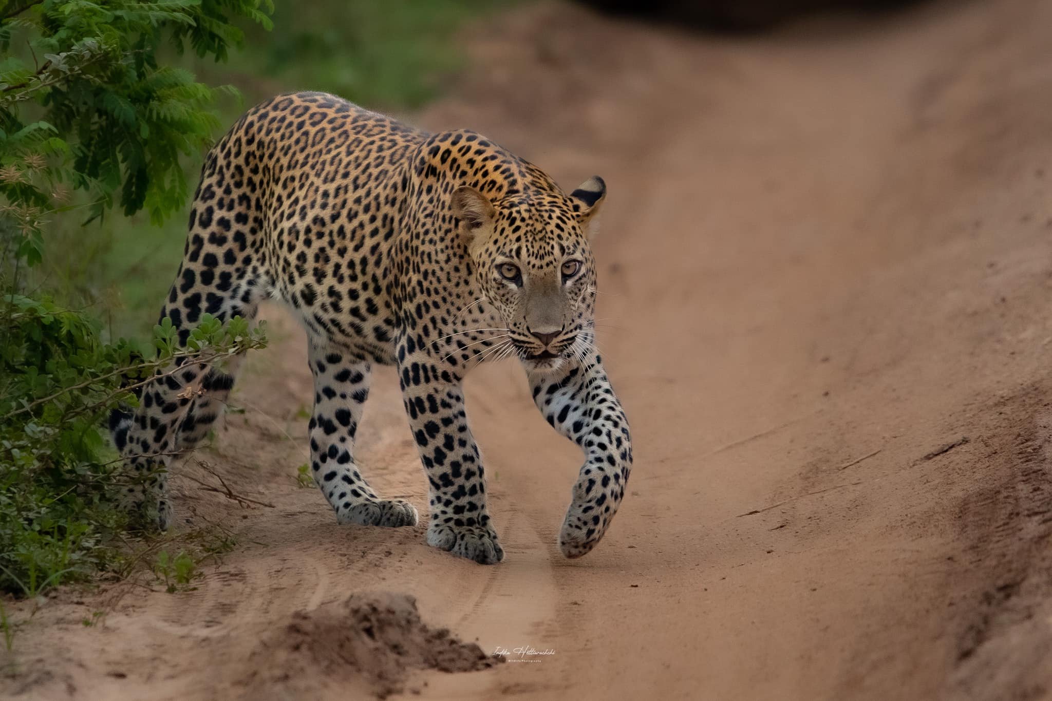 15-Day Private Kosher Sri Lanka Family Tour: Nature, Safari - Yala Safari and Transfer to South Coast - Photo of the day