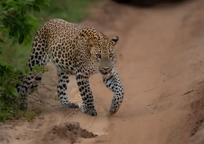 Tour Familiar Privado Kosher de 15 Dias no Sri Lanka: Natureza, Safari - Safari em Yala e Transfer para a Costa Sul - Foto van de dag