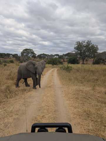 Safari de 14 jours en Tanzanie, culture et escapade à Zanzibar