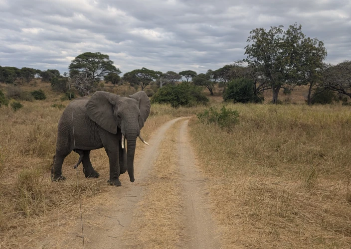 Safari de 14 jours en Tanzanie, culture et escapade à Zanzibar - Safari dans le Tarangire - Photo du jour