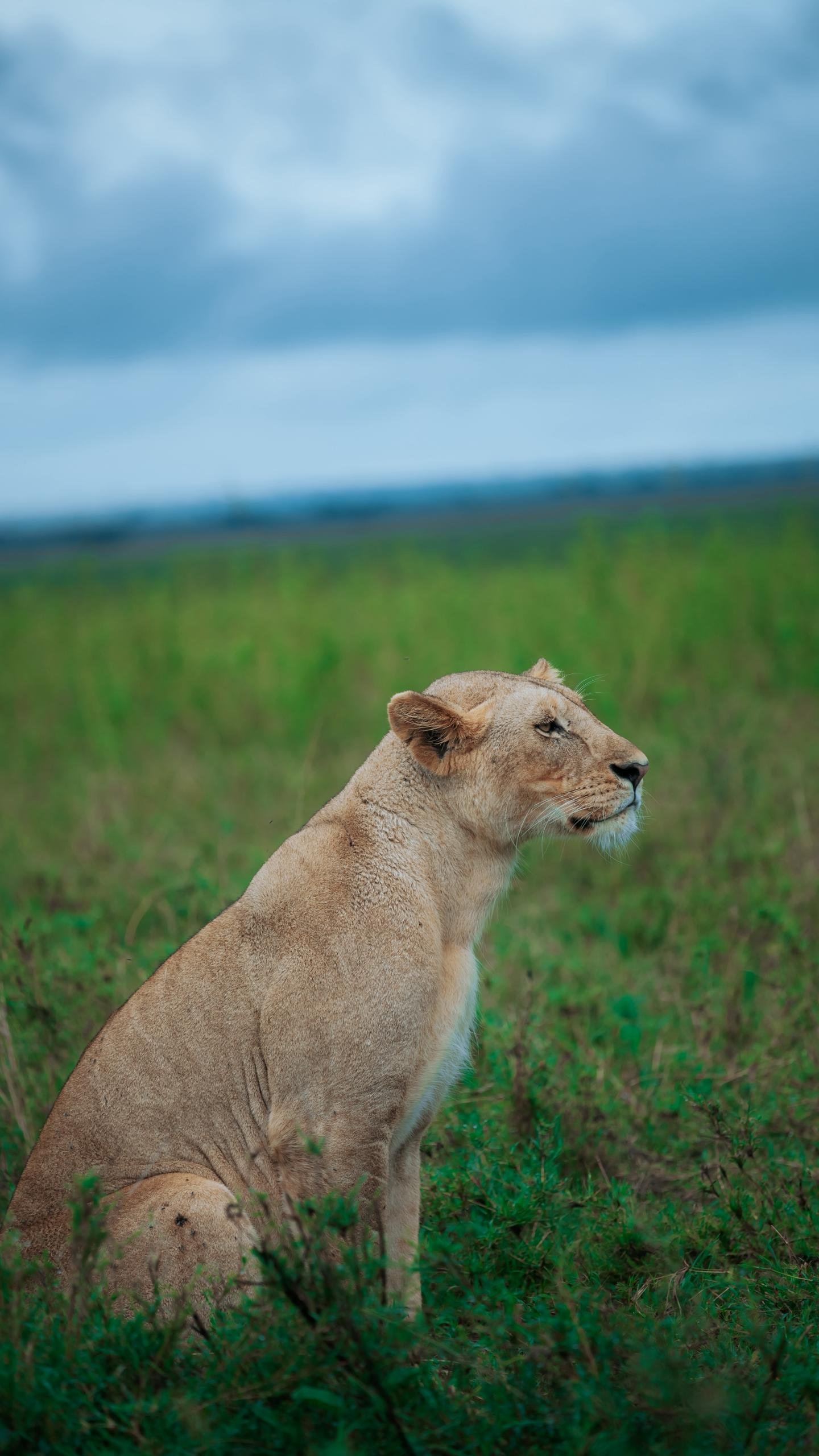 Expérience de safari de luxe de 5 jours pour lune de miel - Serengeti – Safari matinal et vol vers le Kilimandjaro - Photo du jour