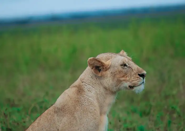 Expérience de safari de luxe de 5 jours pour lune de miel - Serengeti – Safari matinal et vol vers le Kilimandjaro - Photo du jour