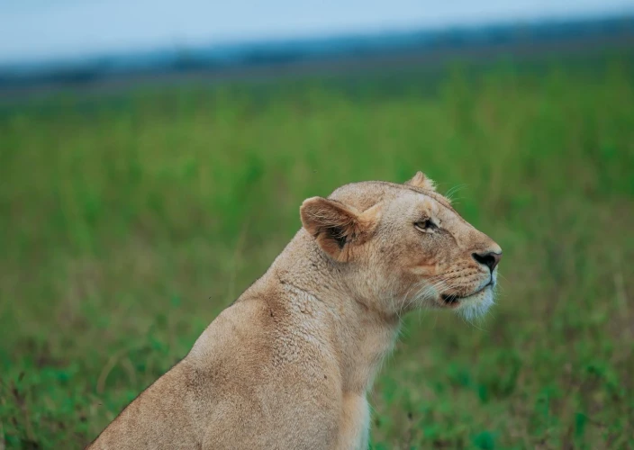 Experiencia de Safari de Lujo de 5 Días para Luna de Miel - Serengeti – Safari matutino y vuelo a Kilimanjaro - Foto del día
