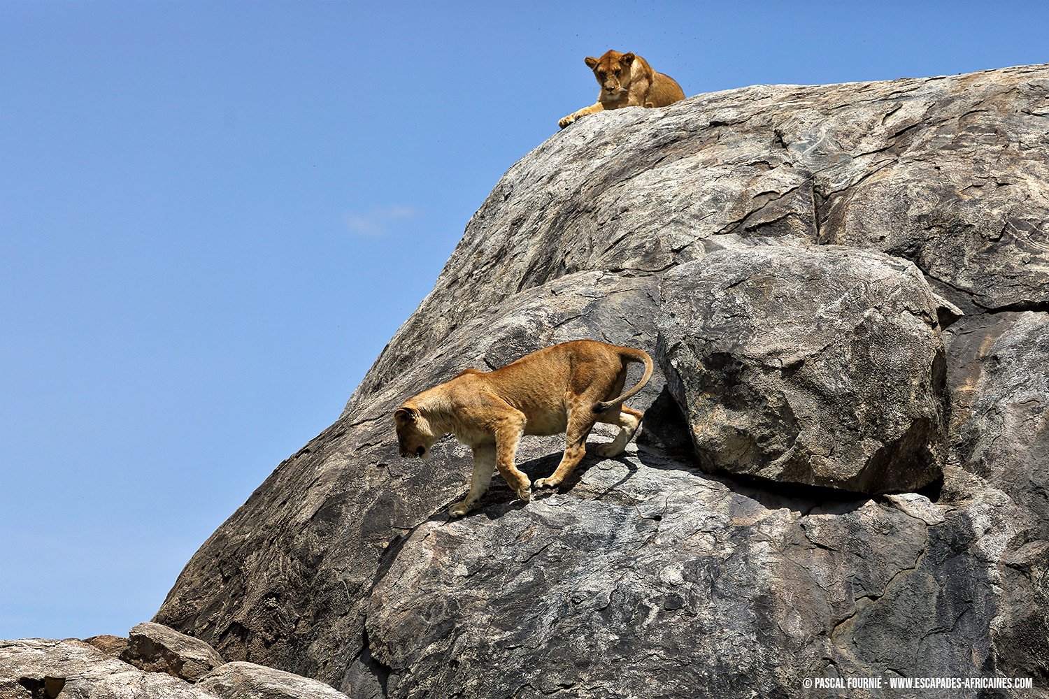 Safari Serengeti-Ndutu Migration - Serengeti-Nationalpark - Lionnes sur kopjes Serengeti
