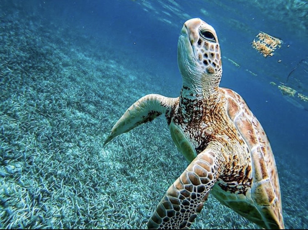 Entdecken Sie Belize: Tropische Strände & Wilde Natur - null - Tagesfoto