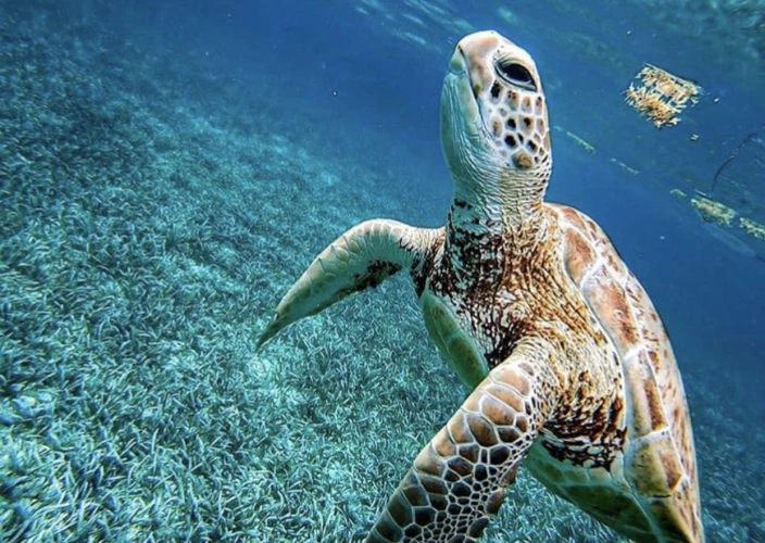 Descubra Belize: Praias Tropicais & Natureza Selvagem - Hora de mergulhar com snorkel! - Foto do dia