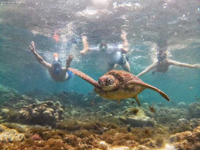 Tour di 2 giorni ad Apo Island e Manjuyod Sandbar con sistemazione in hotel