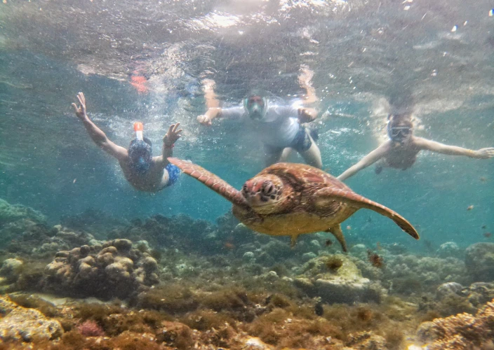 Apo Island & Manjuyod Sandbar 2-Day Tour with Hotel Accommodation - Apo Island sea turtle encounter tour - Photo of the day