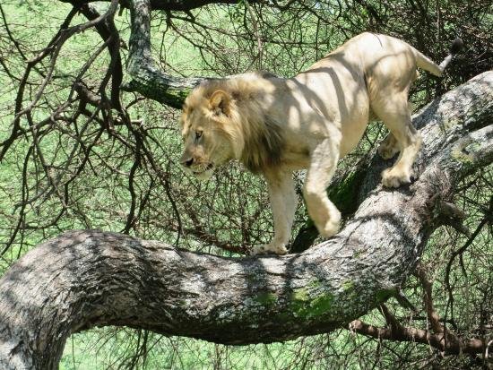 Esperienza di 5 giorni in Tanzania: Serengeti, Tarangire, Ngorongoro e Lago Manyara - Tarangire al Parco Nazionale del Lago Manyara - c2e39af0d5f035eddc0eba6221324a25