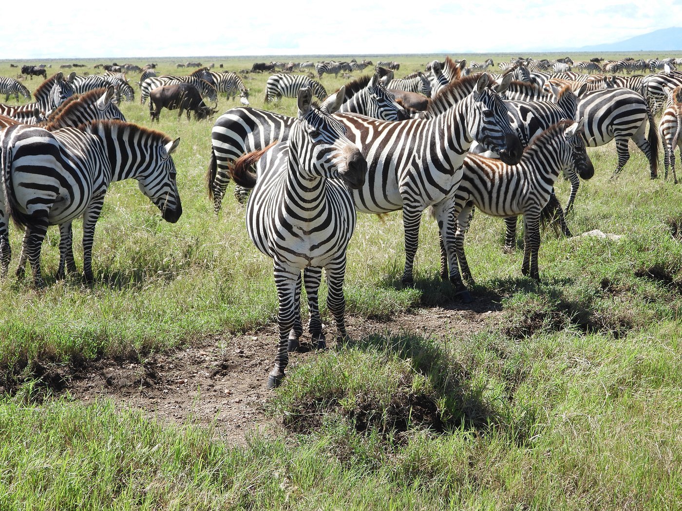 Tansania & Sansibar: 13-tägige Safari- und Strand-Erfahrung - Serengeti-Nationalpark - Pirschfahrt - Tagesfoto