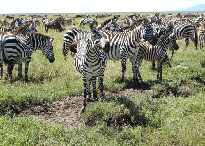 Tansania & Sansibar: 13-tägige Safari- und Strand-Erfahrung - Serengeti-Nationalpark - Pirschfahrt - Tagesfoto