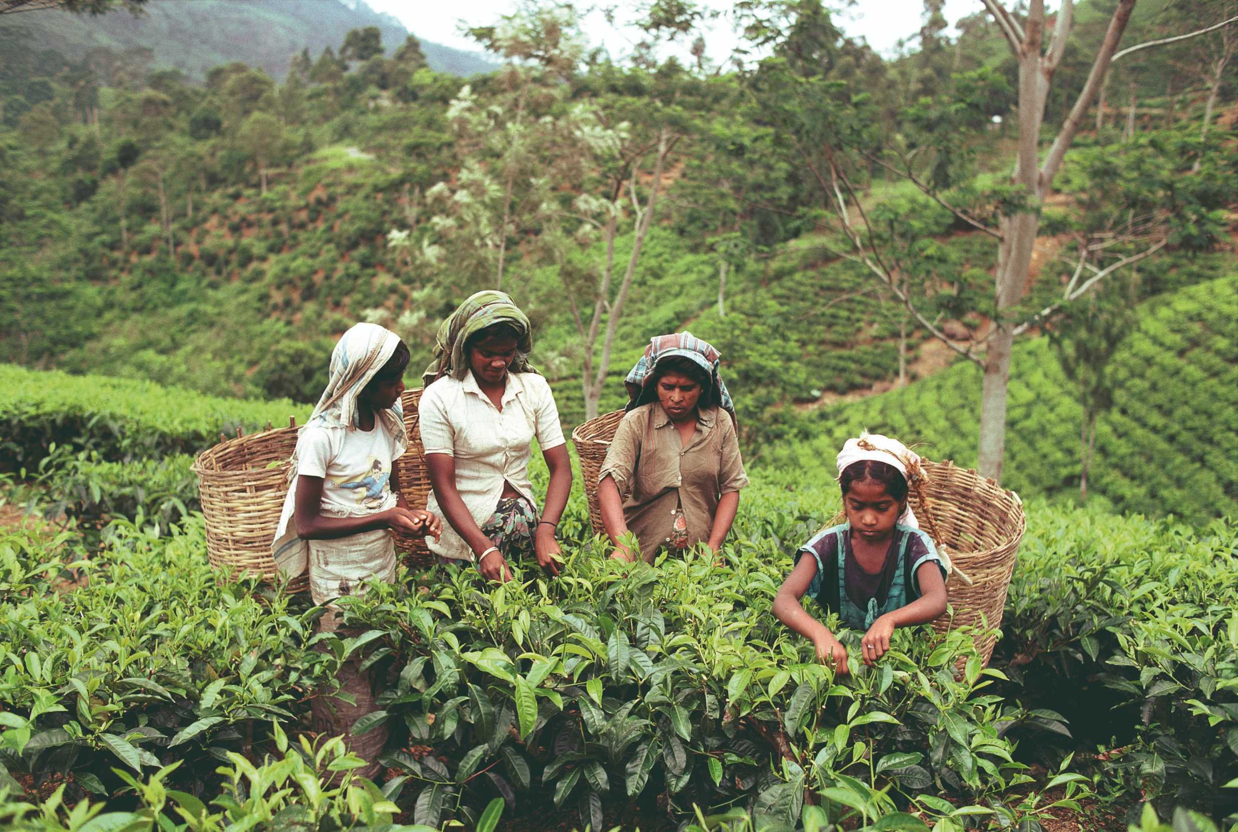 Romantic getaway in Sri Lanka - Route to the famous tea road. - Route vers la fameuse route du thé