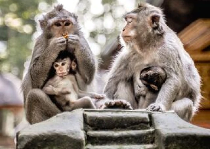 Bali met het gezin en tieners: avonturen, cultuur en onvergetelijke momenten op het eiland van de Goden. - Op zoek naar de verloren Ark! - Foto van de dag