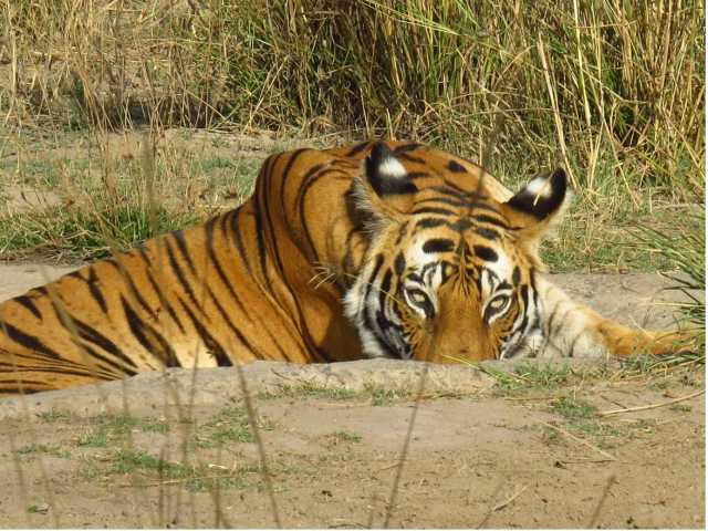 Echos aus dem Dschungel: Safari im Bandhavgarh-Reservat