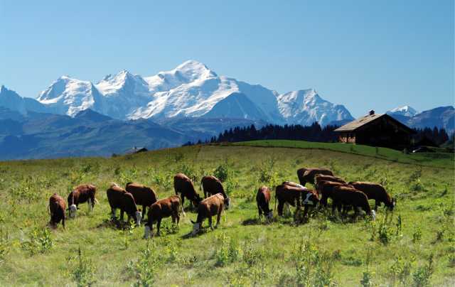 Mont Blanc: recharge your batteries in the mountains