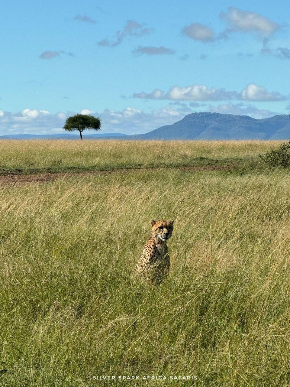 11-Day Serengeti, Maasai Mara, Tarangire, Amboseli Park - Serengeti National Park - Ngorongoro Crater - 6c1d8de42a362370ad48bd16623a85a8