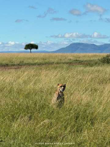 11-tägige Serengeti-, Maasai Mara-, Tarangire-, Amboseli-Park