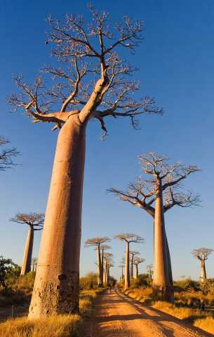 O Grande Sul de Madagascar