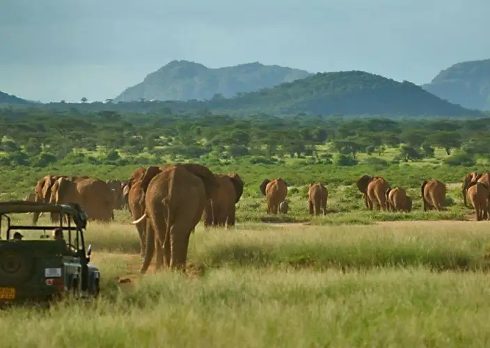Esencia de Kenia Safari - Samburu – Encuentros con la vida salvaje - Foto del día