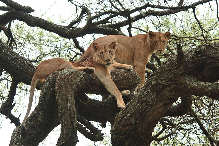 Tanzania Safari Esencial - Parque nacional de Manyara - Photo du jour