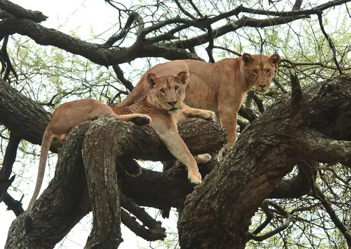 Tanzanie Safari Essentiel - Parc national de Manyara - Photo of the day