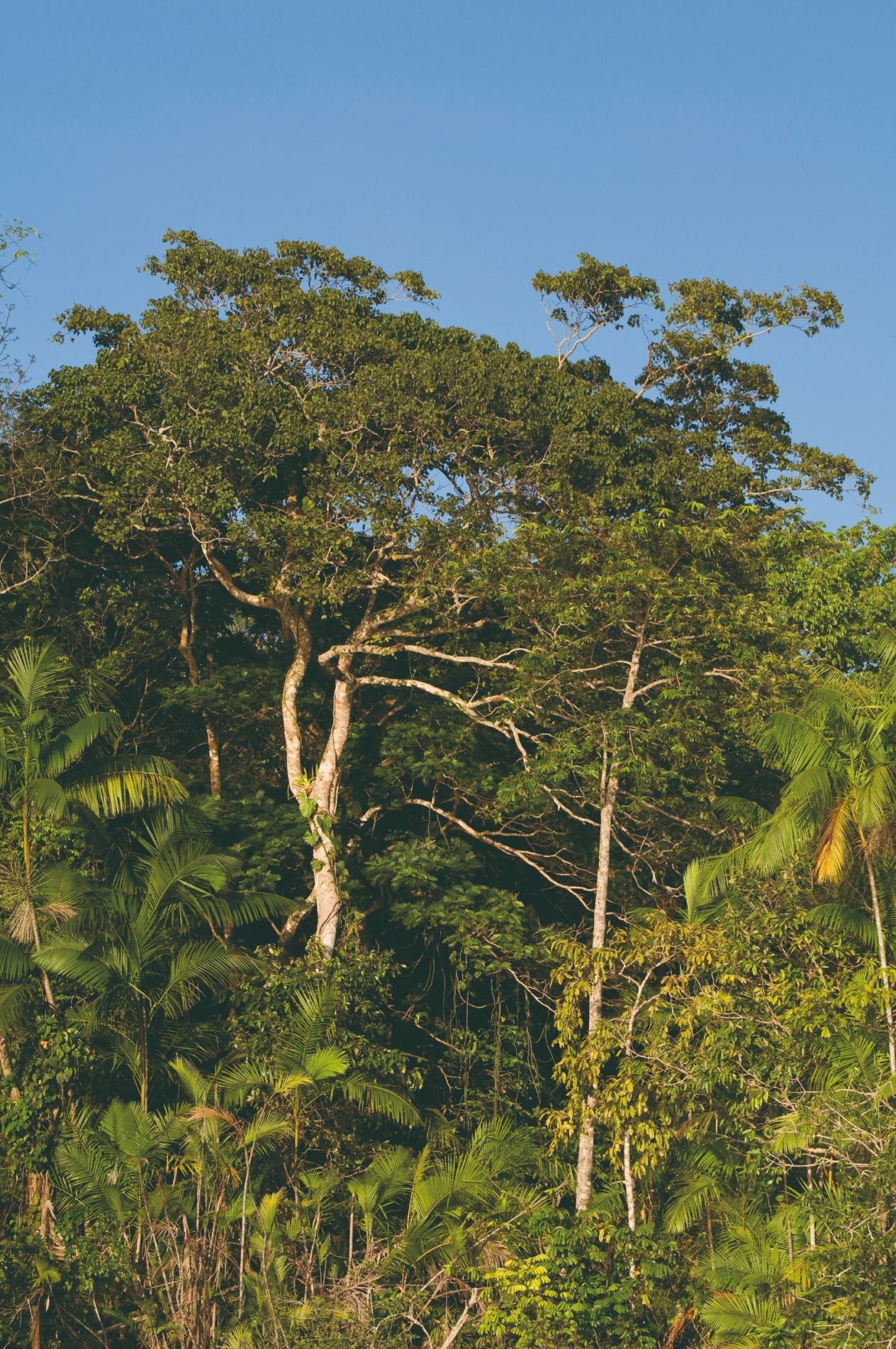 Prestigereis en luxe cruise in het Amazonegebied - Verkenning van de rivier - Exploration du Fleuve