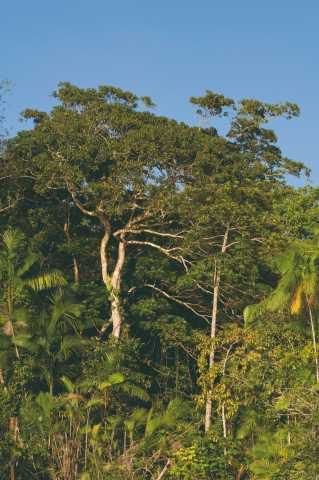 Viaje de prestigio y crucero de lujo en la Amazonía