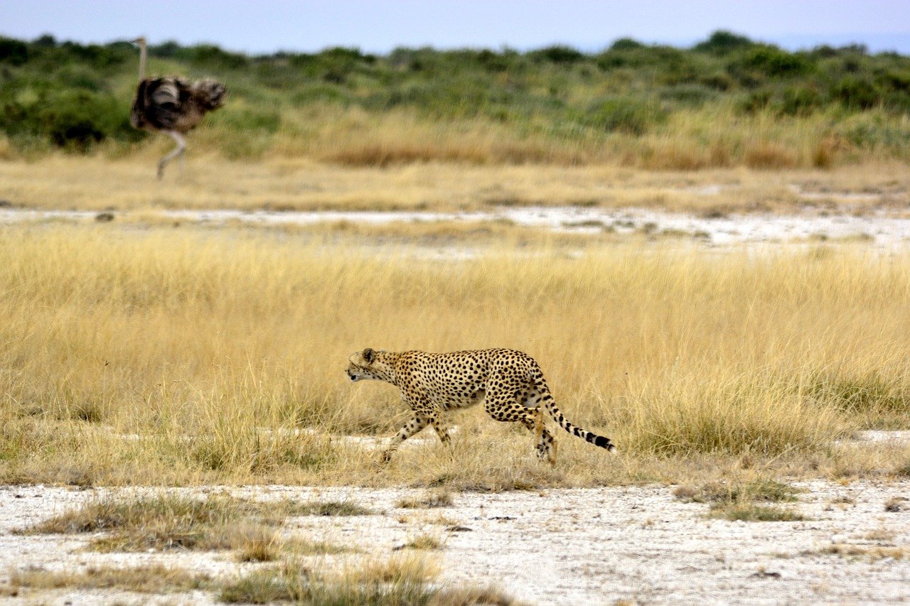 6 jours de safari de luxe en Tanzanie - Route du parc national du Tarangire au parc national du Serengeti. - Route du parc national du Tarangire au parc national du Serengeti