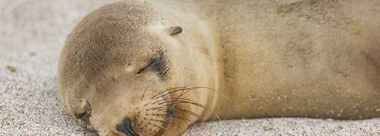 Tour des îles Galápagos - Excursion sur l'île de Seymour ou l'île Santa Fe - Excursion sur l'île de Seymour ou l'île Santa Fe