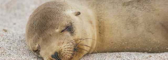 Galápagos Islands Tour