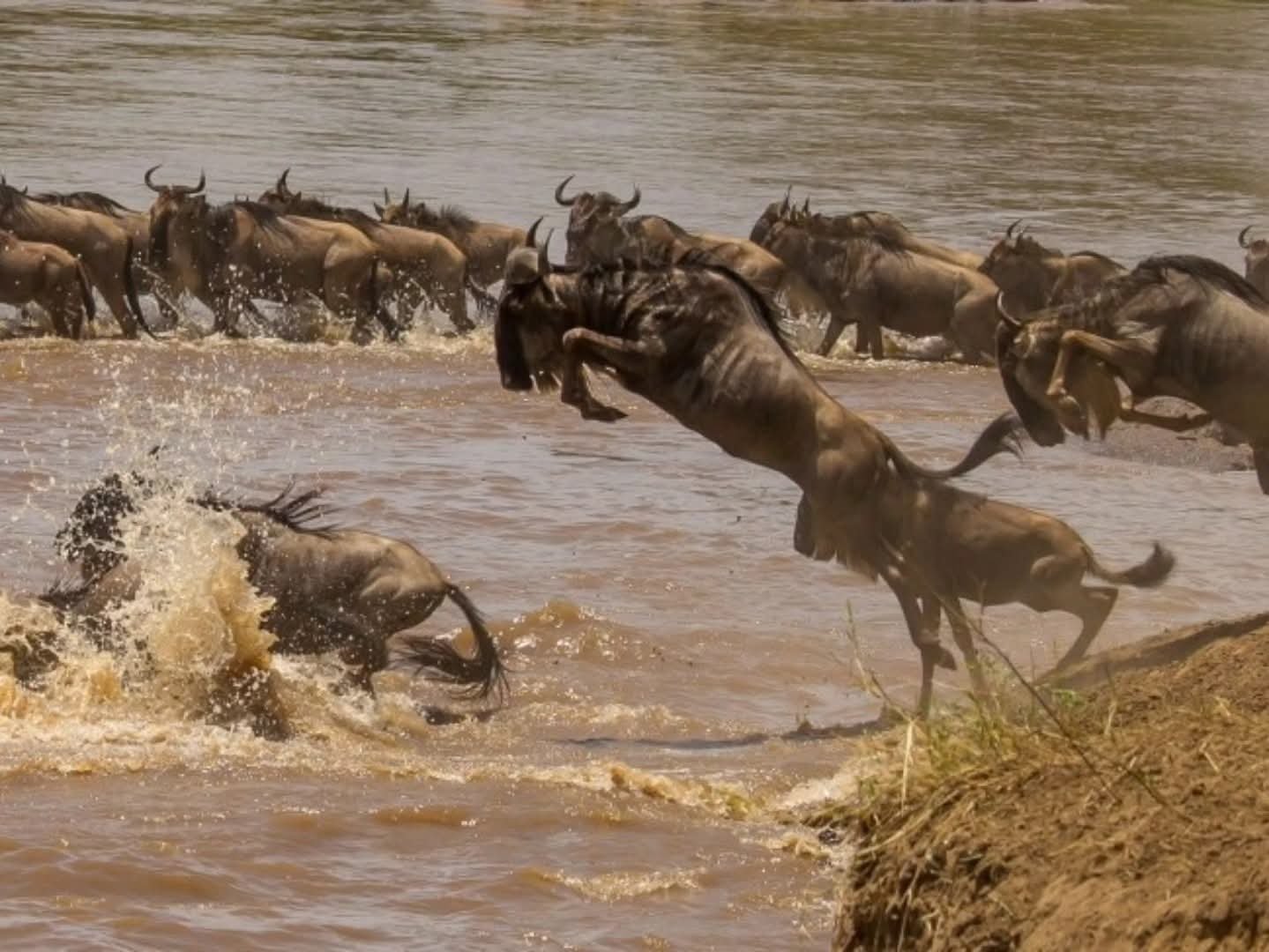 Esperienza Safari della Grande Migrazione di 7 Giorni - Giornata intera intorno al fiume Mara - Foto del giorno