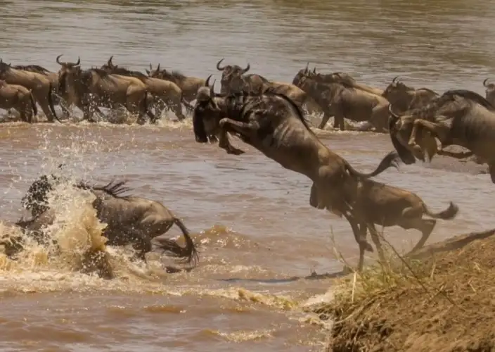 Esperienza Safari della Grande Migrazione di 7 Giorni - Giornata intera intorno al fiume Mara - Foto del giorno