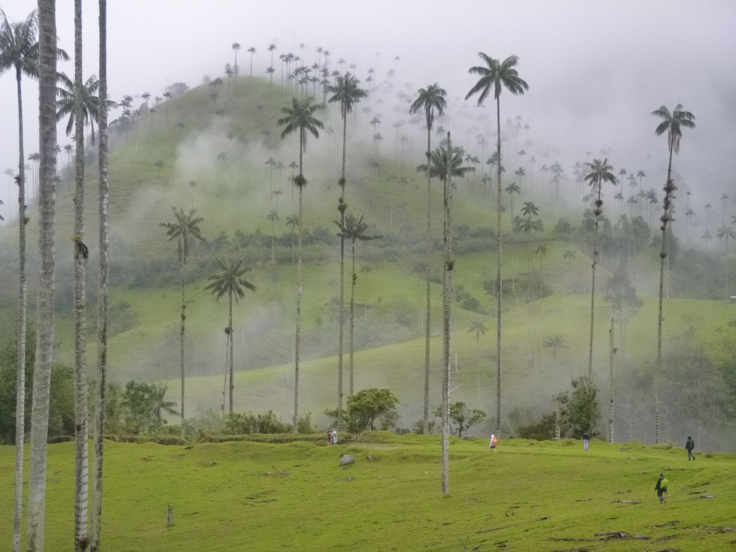 Van de Amazone tot de Stille Oceaan - Dag 11: Cocora-vallei en Acaime-reservaat - Jour 11 : Vallée du Cocora et réserve Acaime
