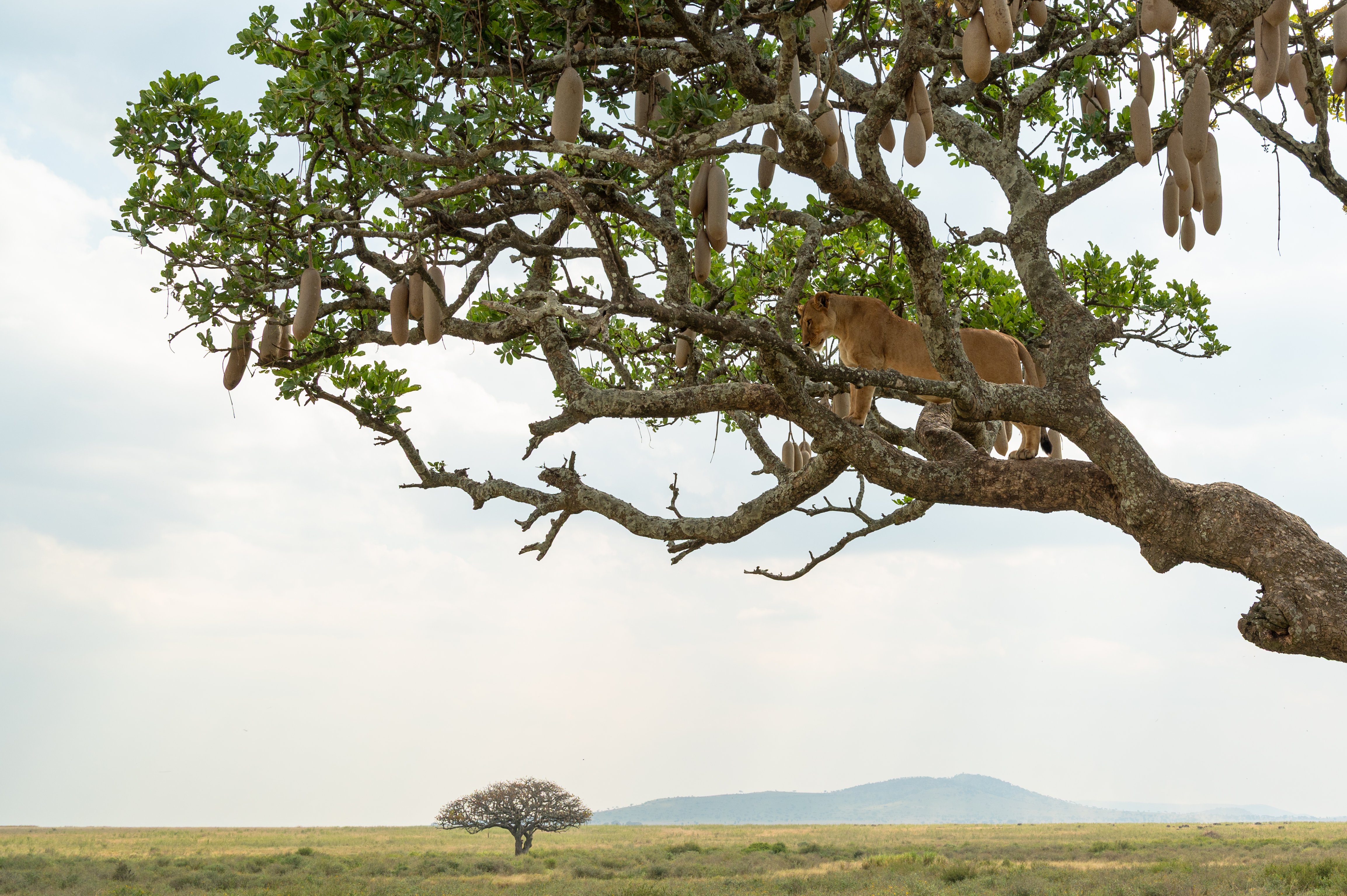Esperienza Safari della Grande Migrazione di 7 Giorni - Safari in auto nel Parco Nazionale del Tarangire, Aeroporto del Kilimanjaro - Foto del giorno