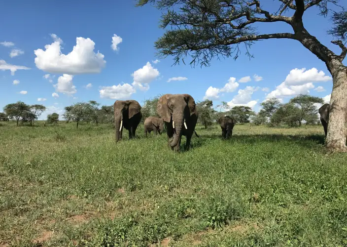 Sur les traces des Big Five - Parc national du Serengeti - Aventure de grand gibier dans le Serengeti - Photo du jour