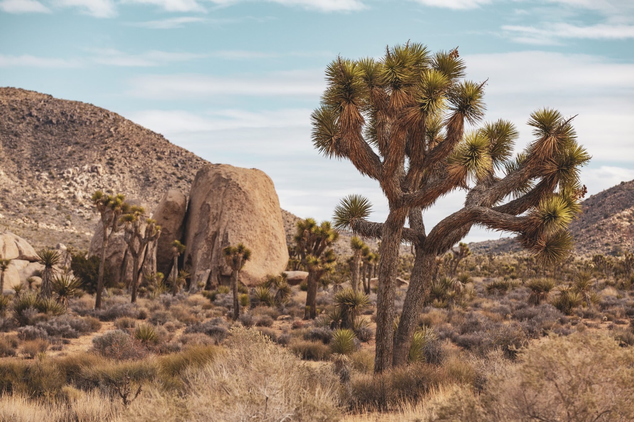La Californie du Nord au Sud - Exploration de Joshua Tree - Photo du jour