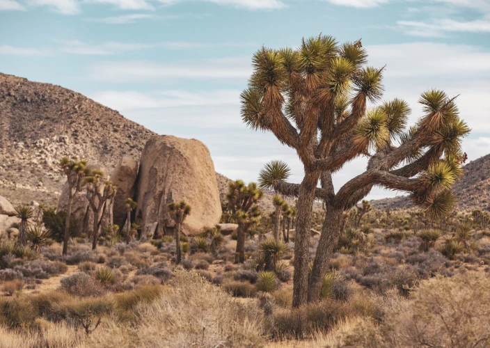 La Californie du Nord au Sud - Exploration de Joshua Tree - Photo du jour