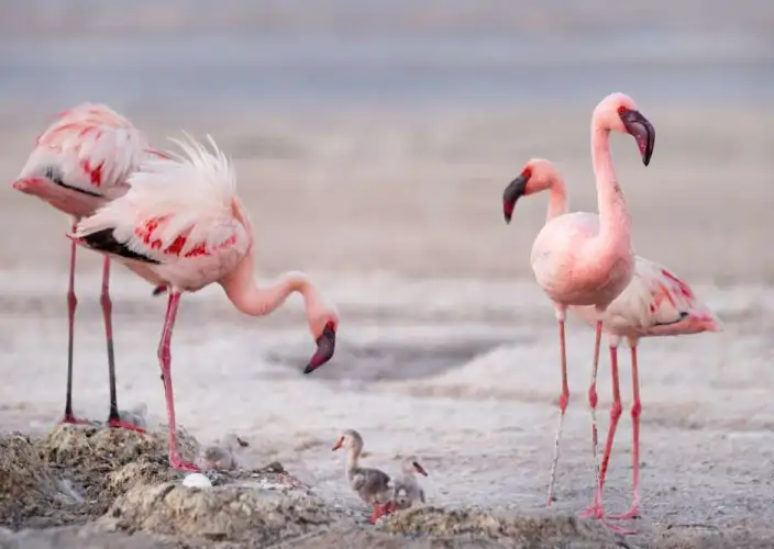 Immersione nella natura, nella cultura e un soggiorno balneare - Lago Manyara: uno scrigno di natura e di fauna eccezionale - Foto del giorno