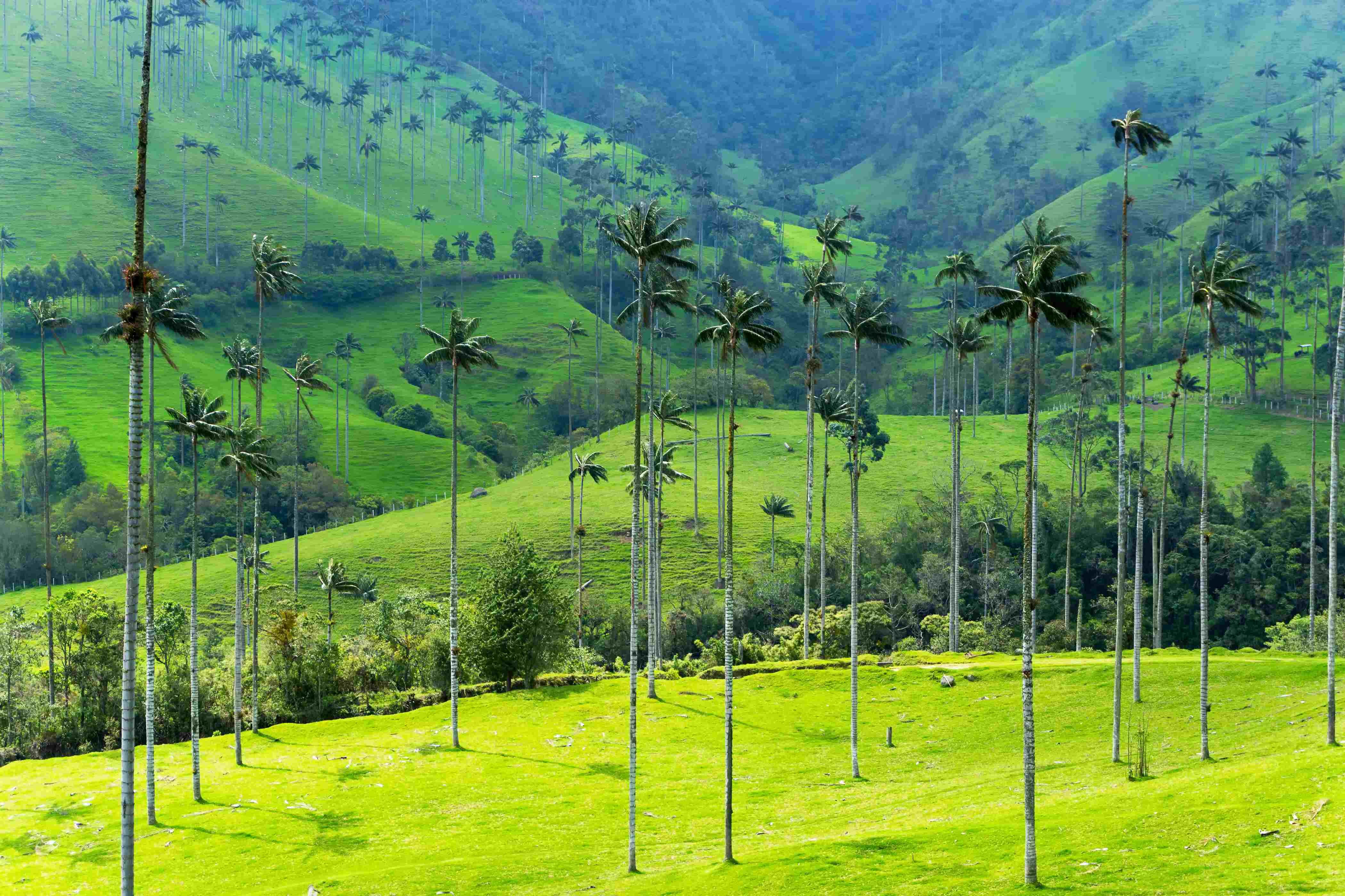 Merveilles de Colombie - VALLÉE DU COCORA et ferme de café - VALLÉE DU COCORA et ferme de café